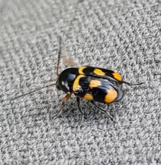 Cryptocephalus anticus