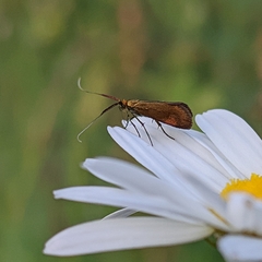 Adelidae