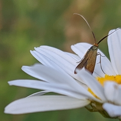Adelidae