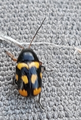 Cryptocephalus anticus