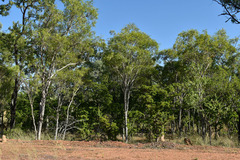 Melaleuca citrolens