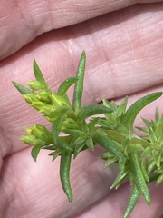 Sedum stenopetalum