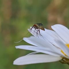 Adelidae