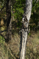 Melaleuca citrolens