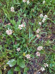 Trifolium repens