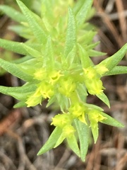 Sedum stenopetalum