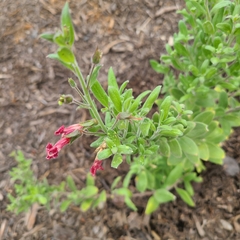 Gambelia