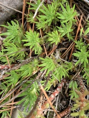 Sedum stenopetalum