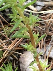 Sedum stenopetalum