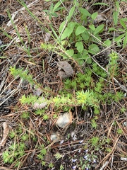 Sedum stenopetalum