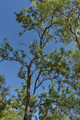 Dolichandrone alternifolia