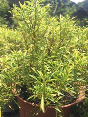 Baccharis dracunculifolia