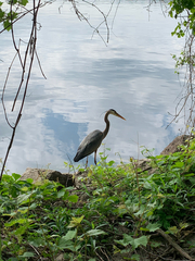 Ardea herodias