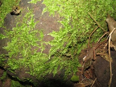 Vesicularia galerulata