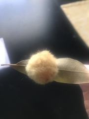 Neuroterus laurifoliae