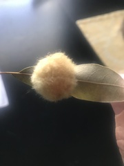 Neuroterus laurifoliae