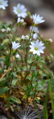 Cerastium arvense strictum