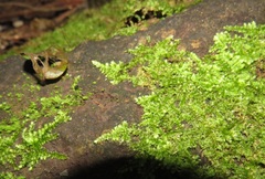Vesicularia galerulata