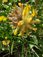 Anthyllis vulneraria alpestris