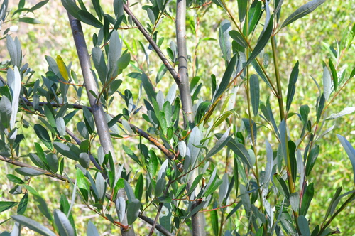 Arroyo Willow foliage