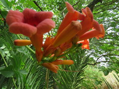 Campsis radicans