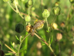 Nysius helveticus