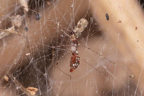 Metacanthus annulosus