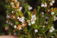 Erica subdivaricata