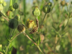 Nysius helveticus