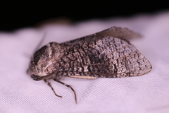 Acossus centerensis