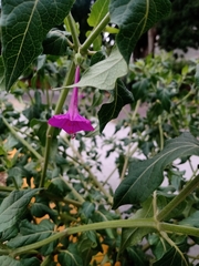 Mirabilis jalapa