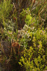 Erica subdivaricata