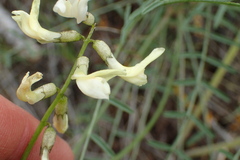 Astragalus atropubescens