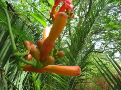Campsis radicans
