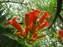 Campsis radicans