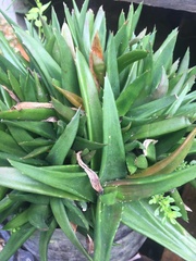 Agave desmettiana