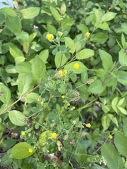 Medicago lupulina