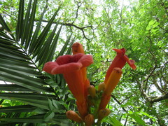 Campsis radicans