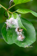 Populus deltoides deltoides
