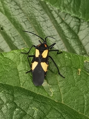 Sephina formosa