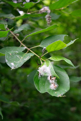 Populus deltoides deltoides