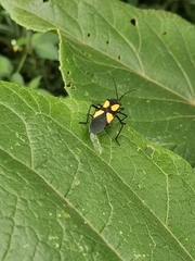 Sephina formosa