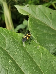 Sephina formosa