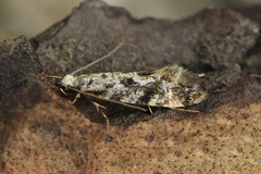 Nemapogon variatella