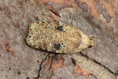 Agonopterix propinquella