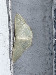 Geometridae