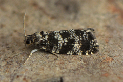 Pseudohermenias abietana