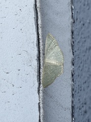 Geometridae