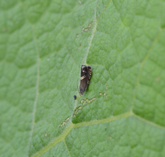 Grapholita interstinctana