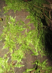 Vesicularia galerulata